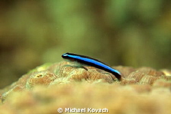 Neon Goby on Great Star Coral on the Ledge of Turtles off... by Michael Kovach 